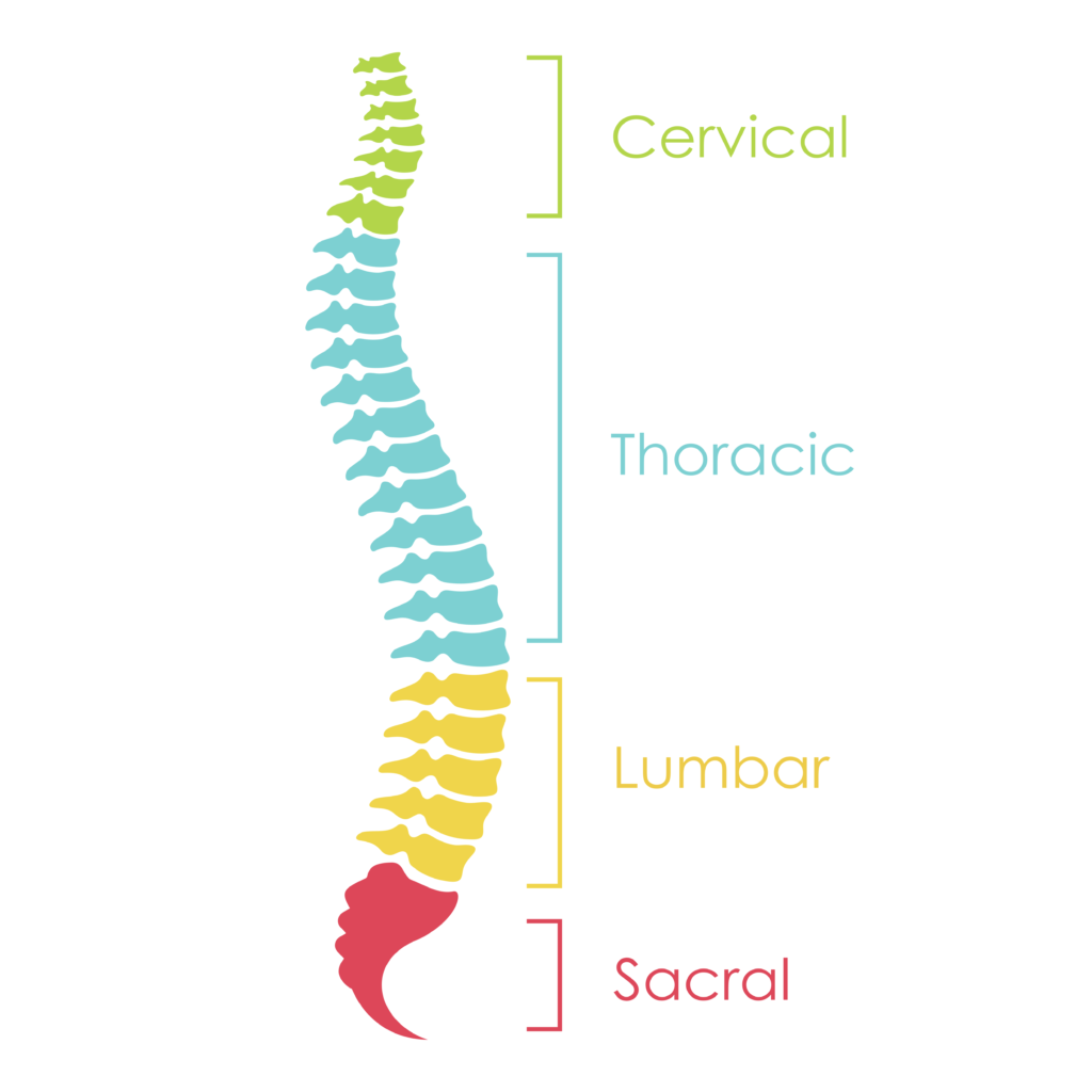 Thoracic Mobility Exercises Thoracic Mobility Exercises